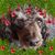 Charlynn Kittymama Lockard's profile image