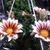 Joann Richter's profile image