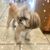Whitten Hachi Radar Grigg's profile image