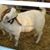 Franky Isidoro Ortega's profile image