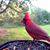 Amy Scipione's profile image