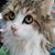Ellen Upchurch's profile image