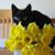 Lorrie Miller's profile image