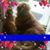 Barbara Sterling's profile image