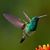 Debra Skillman Anello's profile image