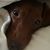 Nelle Vollmar's profile image
