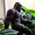 Troy Brandon's profile image