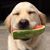 Jassie Marie's profile image