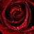 Rosa Elena's profile image