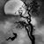 Trini Bo's profile image