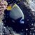 Joyce DeGregorio's profile image