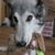 Rennie Swan's profile image