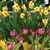 Diane Morrone's profile image