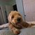 Ginger White's profile image