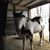 Joanne Mehlhaff's profile image