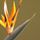 Deanna S.'s profile image