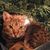 Michelle Phillips's profile image