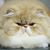 Cris AD's profile image