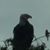 Trish Shaffer's profile image