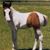 Sarai Kramer's profile image