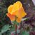 Carolyn Rose Bonner's profile image