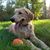 Carrie Howard's profile image