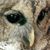 Dorothy Kaufmann's profile image