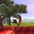 Ram Azoglem Ojert's profile image