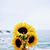 Kathleen Bowe's profile image