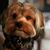 Karen Lemmens's profile image