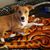 Emile Meyer's profile image