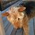 Sheila Demarais's profile image