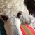 Paula Rozema's profile image
