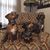Lena Miller Leedy's profile image