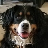 Steve Tee's profile image