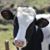 Veronica McLaughlin's profile image