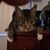 Mark Crawford's profile image