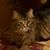 Katie Lappin's profile image