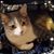 Mary Plass Dingess's profile image
