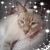 Lisa Knott Stoneberger's profile image