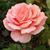 Arline Miles Bell's profile image