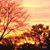 Kathy Schwall Baeckl's profile image