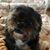 Sharon A Morrell's profile image