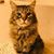 Allison Mustin's profile image