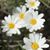 Donna Gillespie's profile image