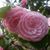 Angela Chesnut's profile image