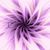 Shelby Jones's profile image