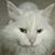 Melissa Govea's profile image