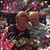 Flo Vaccaro's profile image