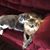 Cheryle Allred Chatfield's profile image